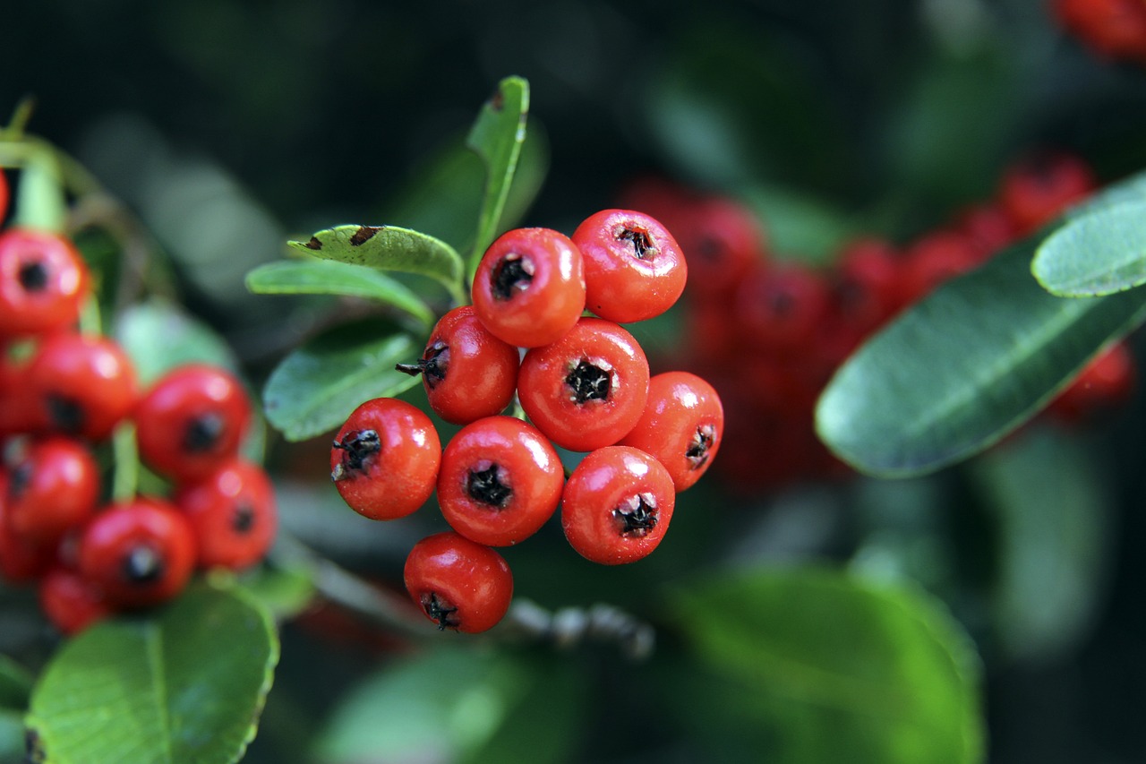 賽季目標的 賽季目標的