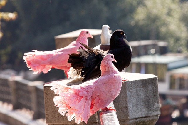 威斯布鲁克 威斯布鲁克